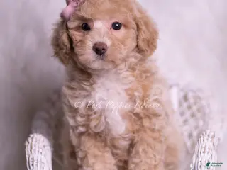 Miniature Poodle dogs Fluttershy - Ad 20