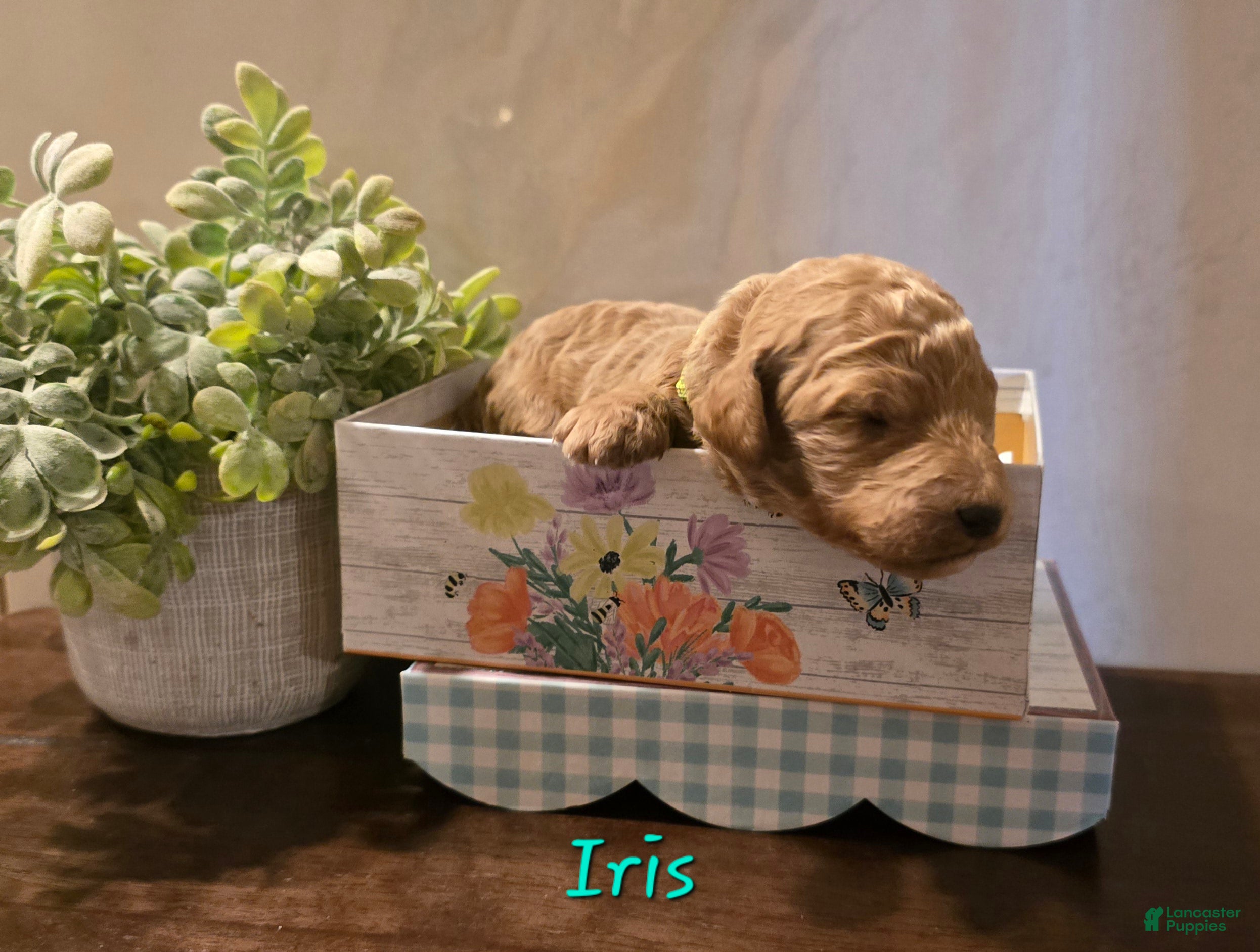 Goldendoodle dogs Goldendoodle Puppy 9 - Ad 26