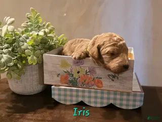 Goldendoodle dogs Goldendoodle Puppy 9 - Ad 26