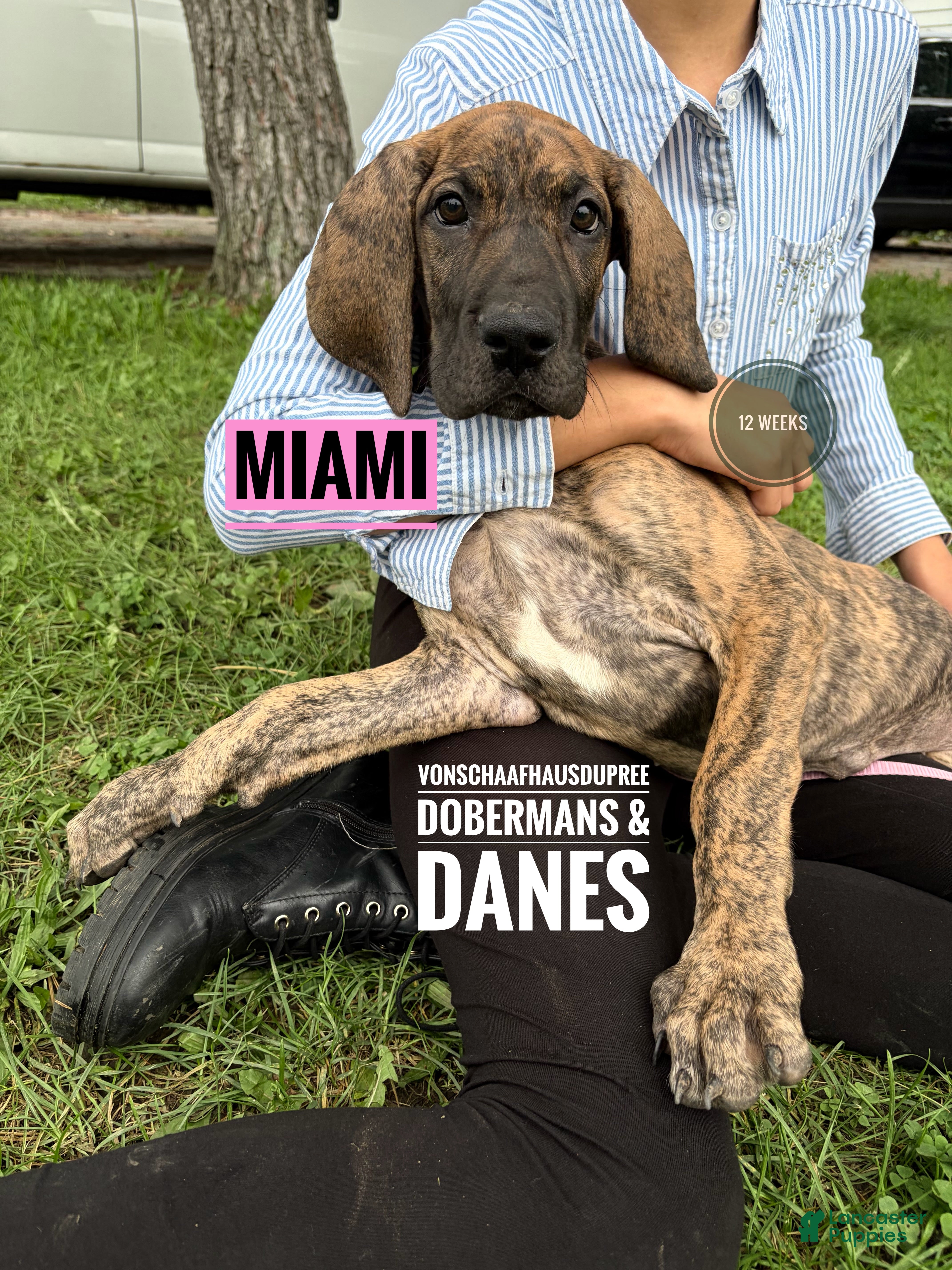 Great Dane dogs Miami - Ad 1