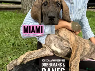 Great Dane dogs Miami - Ad 1