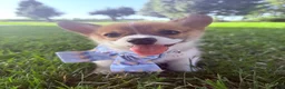 Welsh Corgi Pembroke dogs for sale: Idgie  - Ad 2