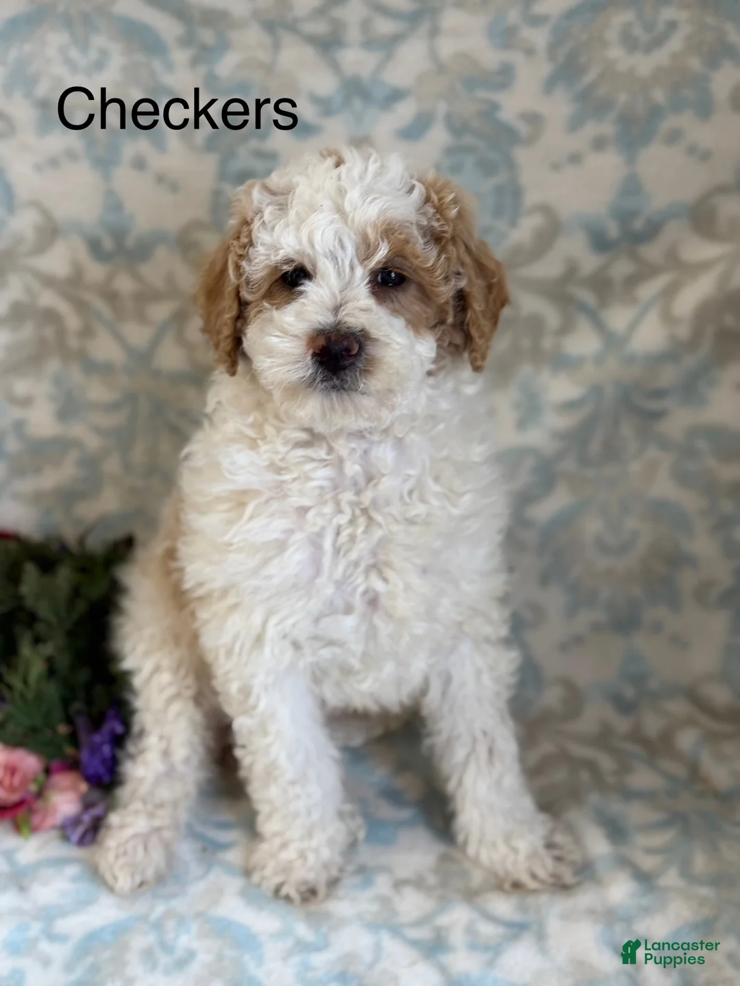 Mini Goldendoodle dogs for sale: Checkers - Ad 6