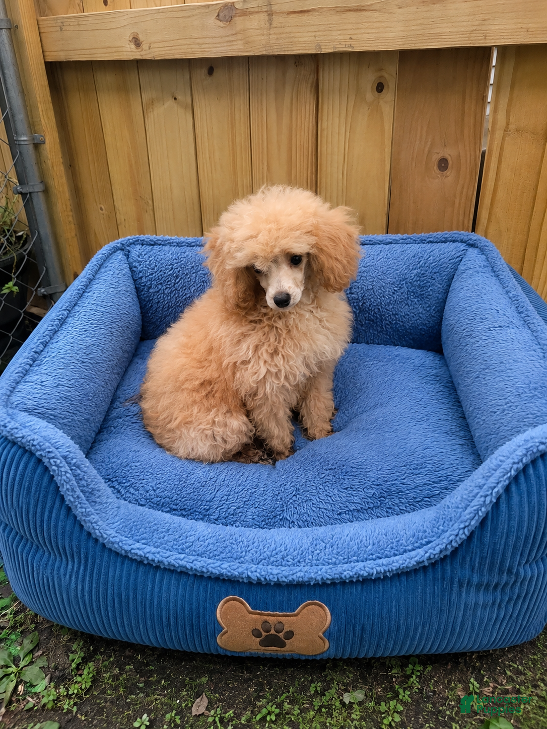 Miniature Poodle dogs Jr - Ad 13
