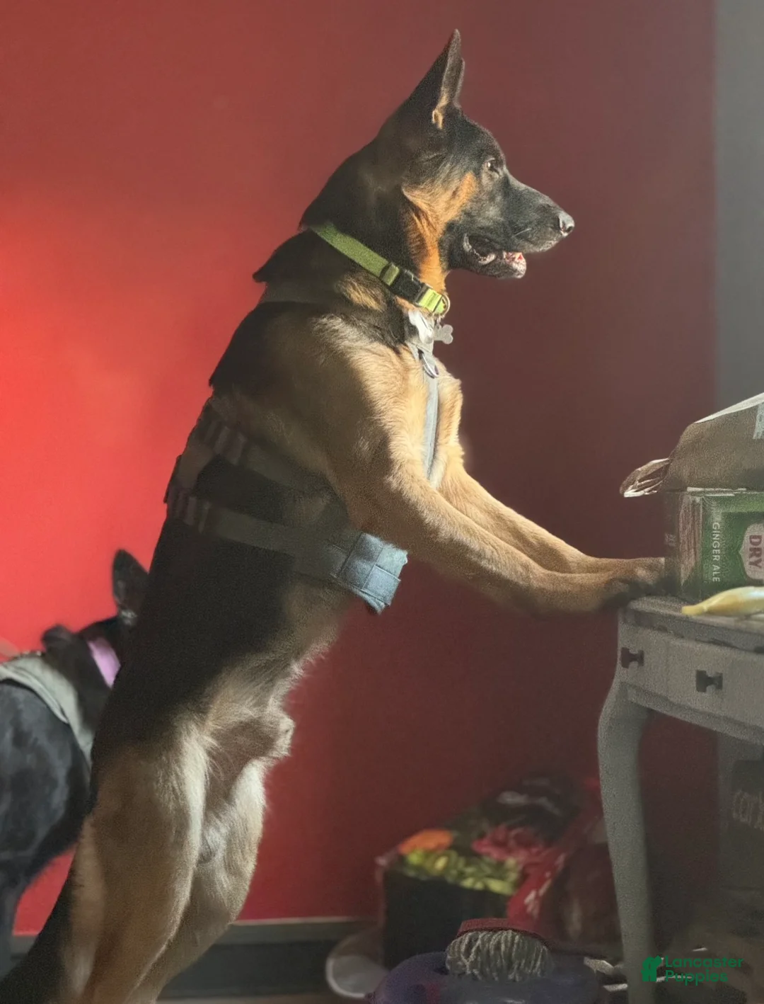 German Shepherd dogs for sale: Grinch  - Ad 4