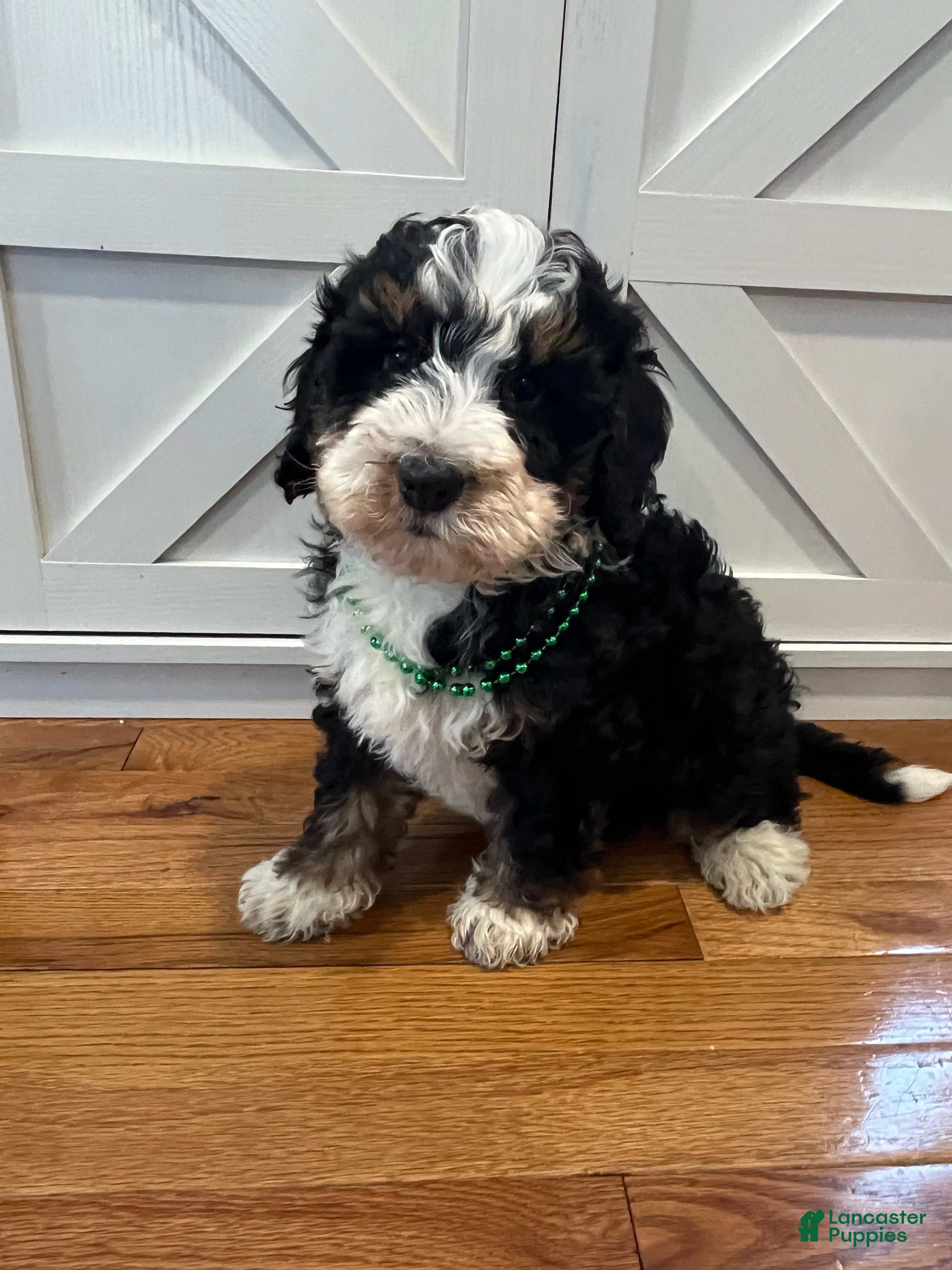Mini Bernedoodle dogs Cosmo - Ad 1