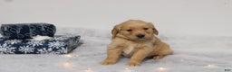 Golden Retriever dogs for sale: Graham - Ad 1