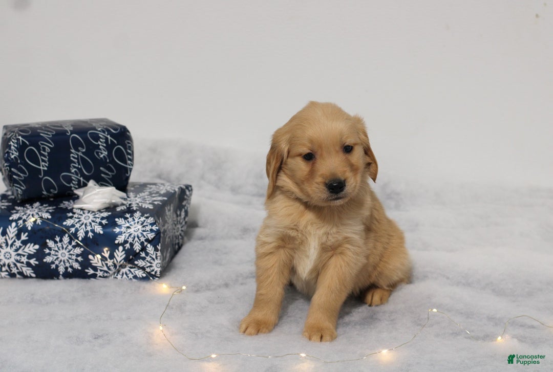 Golden Retriever dogs for sale: Graham - Ad 1