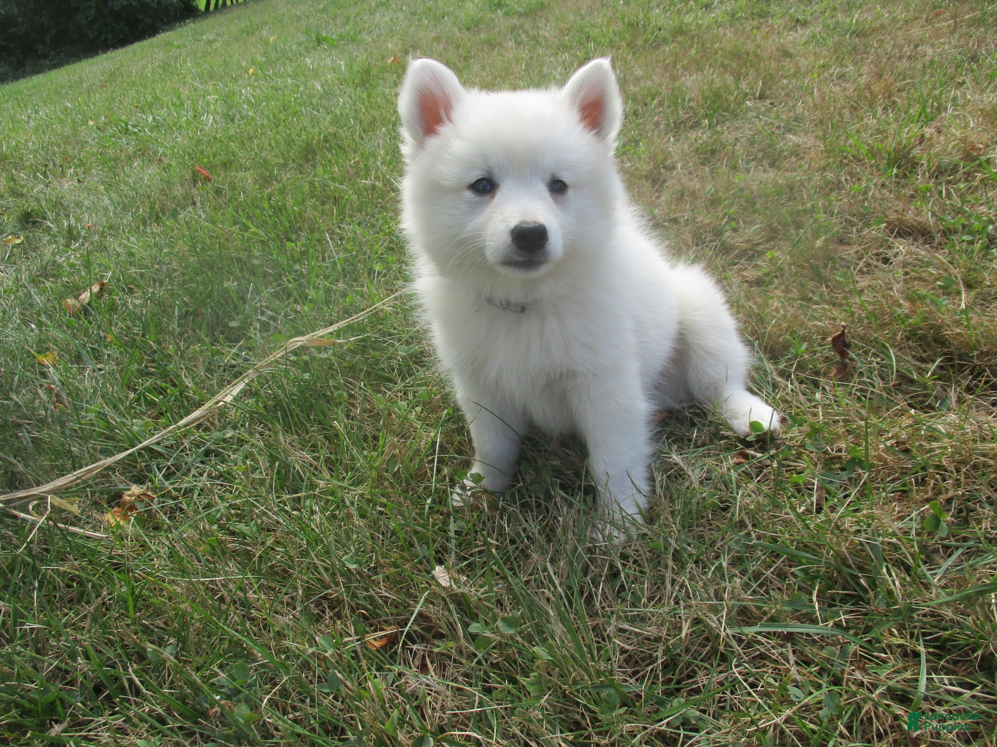 American Eskimo dogs Carlton - Ad 10