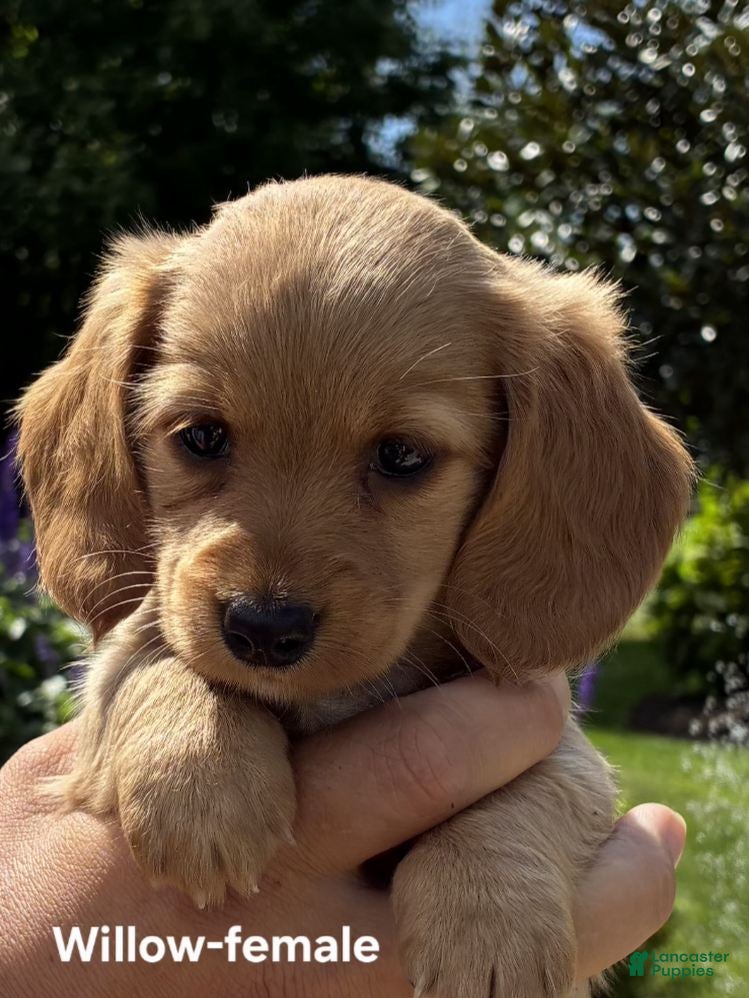 Dachshund dogs Willow - Ad 2