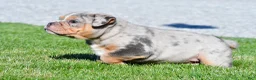 Beabull dogs for sale: Tucker - Ad 10