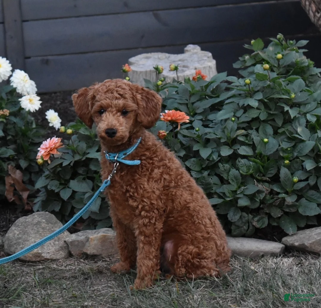 Cavapoo dogs for sale: Hank - Ad 8