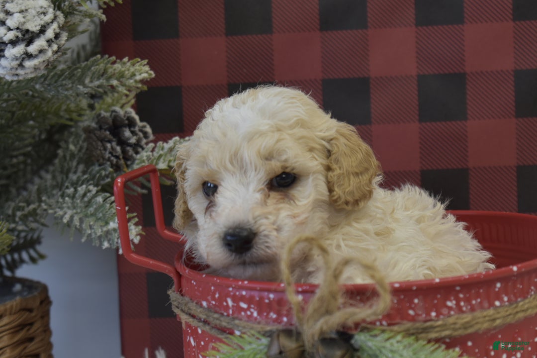 Miniature Poodle dogs for sale: Matt - Ad 6