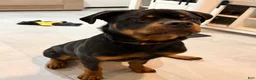 Rottweiler dogs for sale: Rottweiler 1 - Ad 5