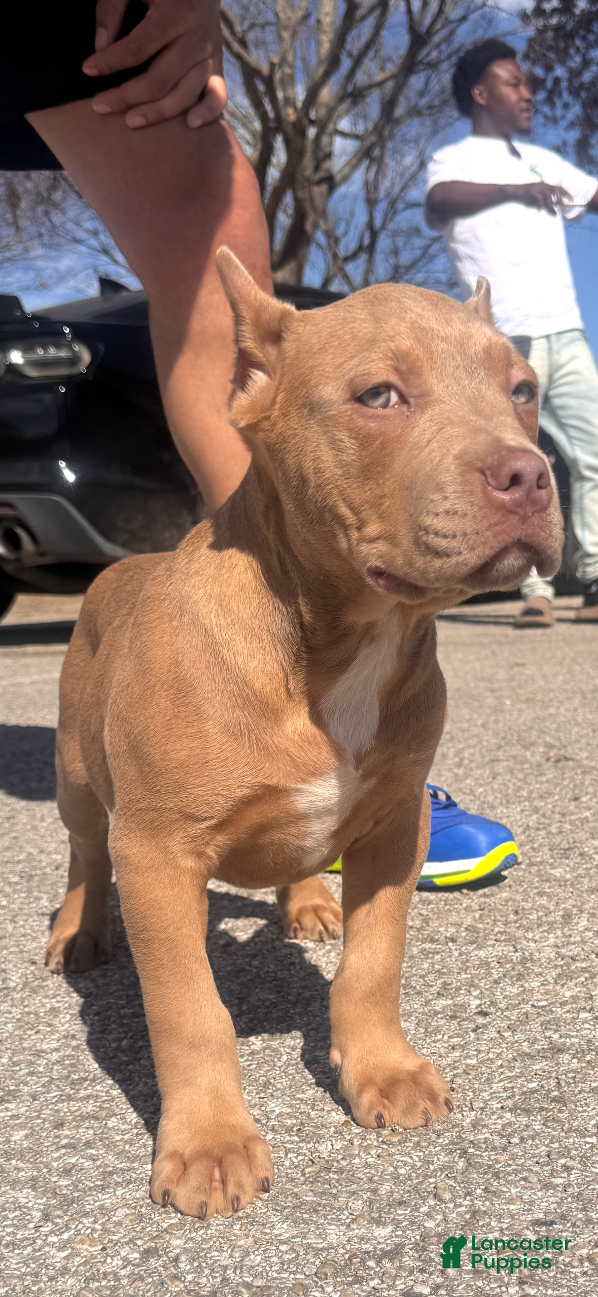 American Bully dogs Luck (Bossy Kennels BL Champagne XL Bully) - Ad 2