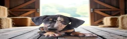Catahoula Leopard Dog dogs for sale: Bug 2026 Male 1 - Ad 3