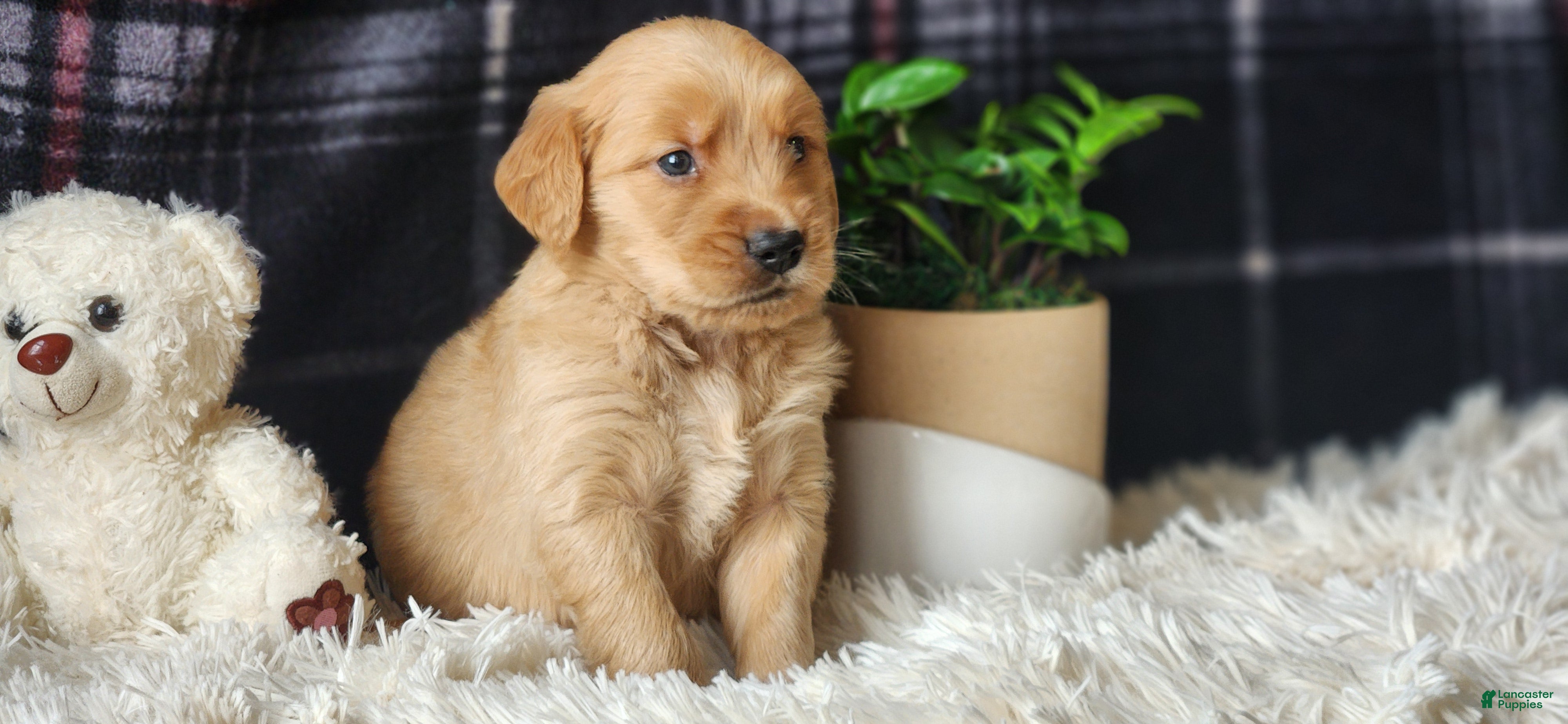 Golden Retriever dogs Lance - Ad 5