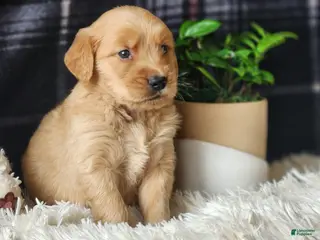 Golden Retriever dogs Lance - Ad 5