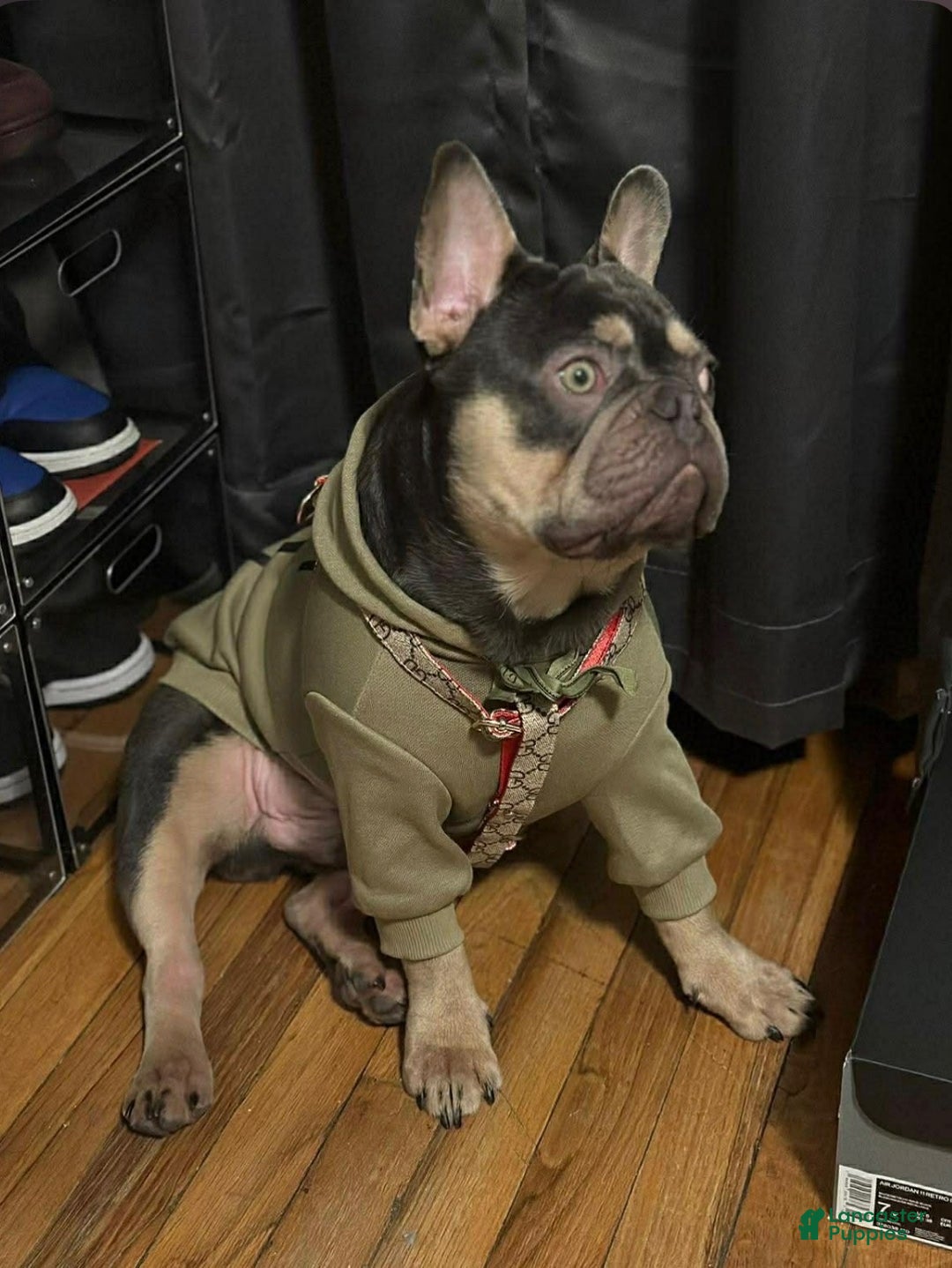 French Bulldog dogs for sale: Koia - Ad 12