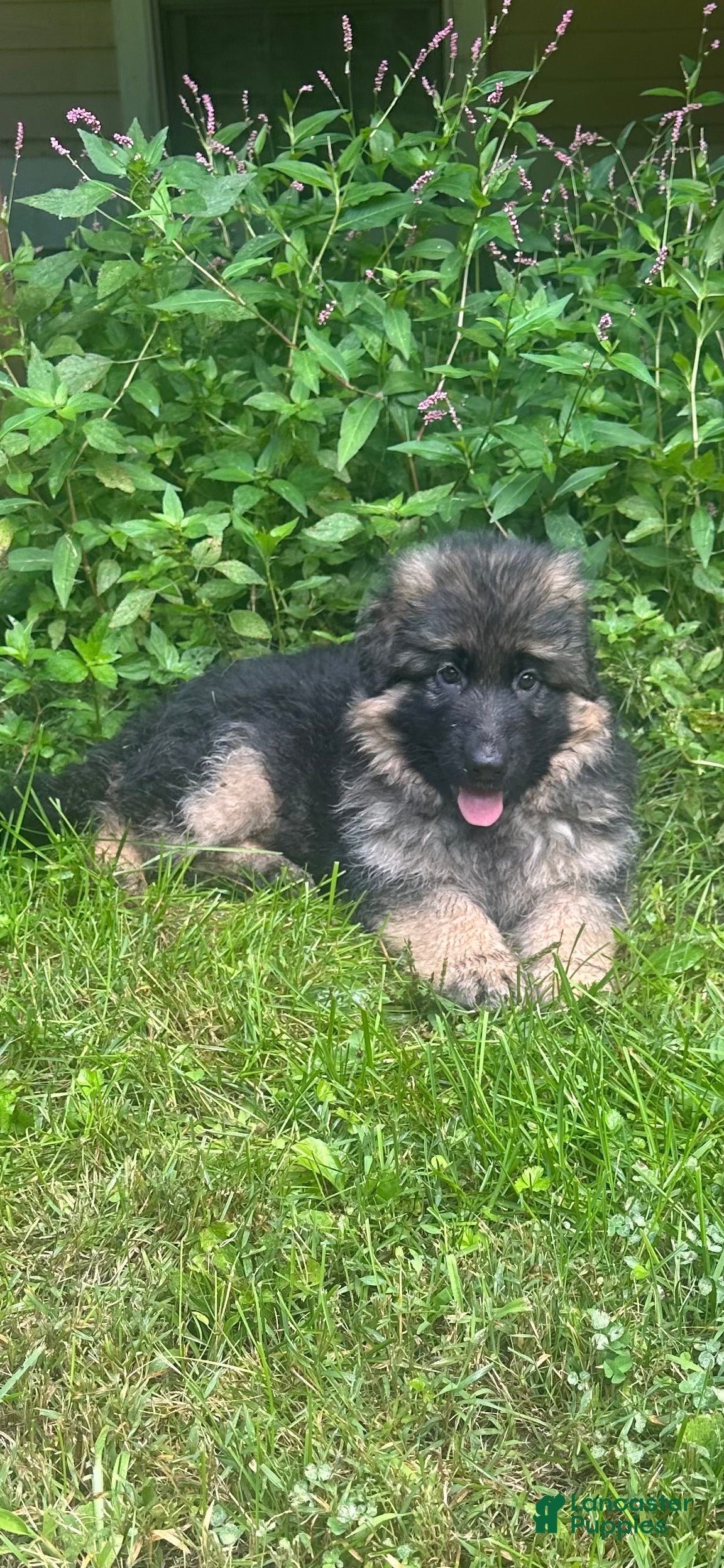 German Shepherd dogs Perfect German Shepherd Long Haired Female - Ad 1