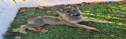 German Shepherd dogs for sale: German Shepherd 5 - Ad 5