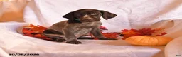 German Shorthaired Pointer dogs for sale: Cowboy - Ad 1