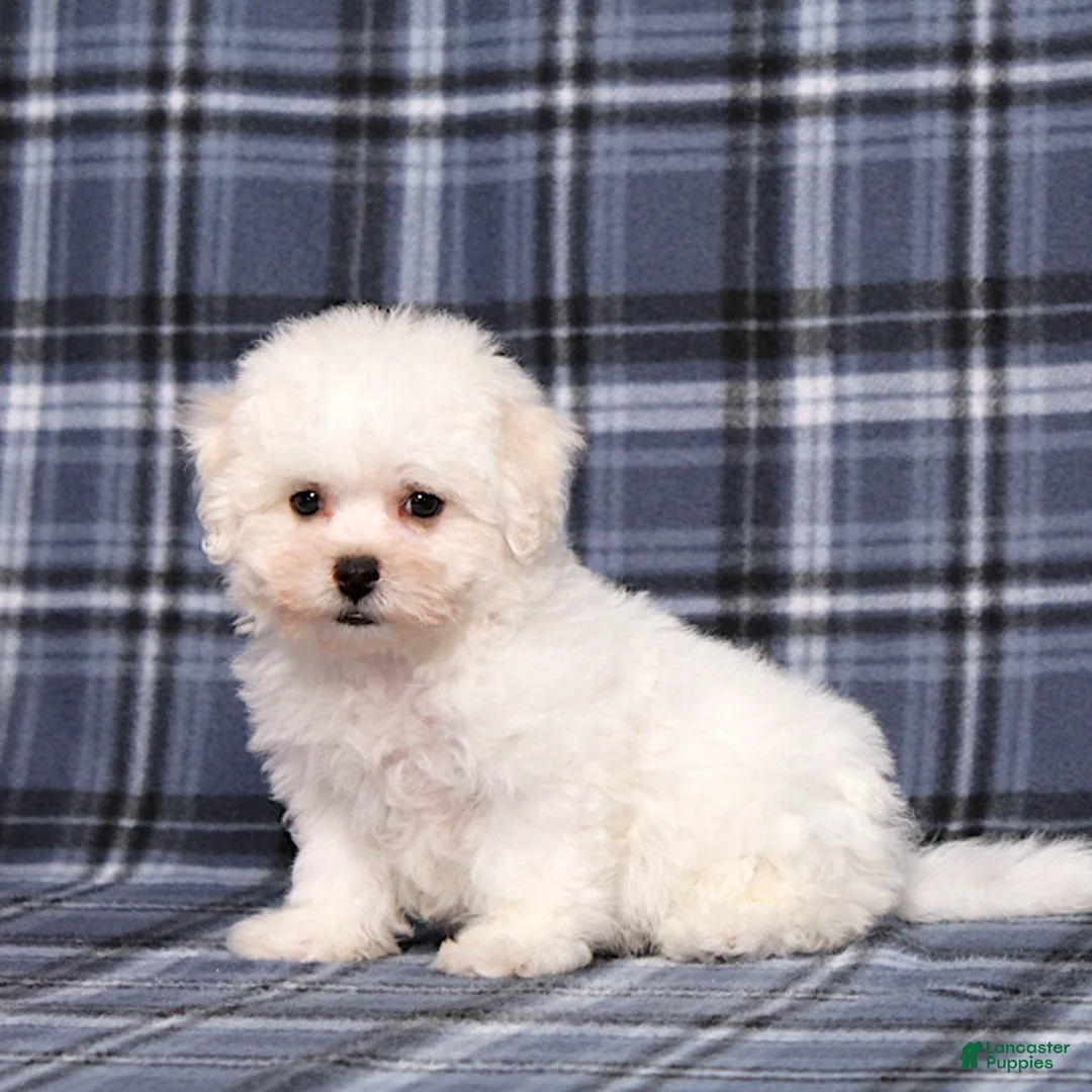 Bichon Frise dogs for sale: Nancy - Ad 1