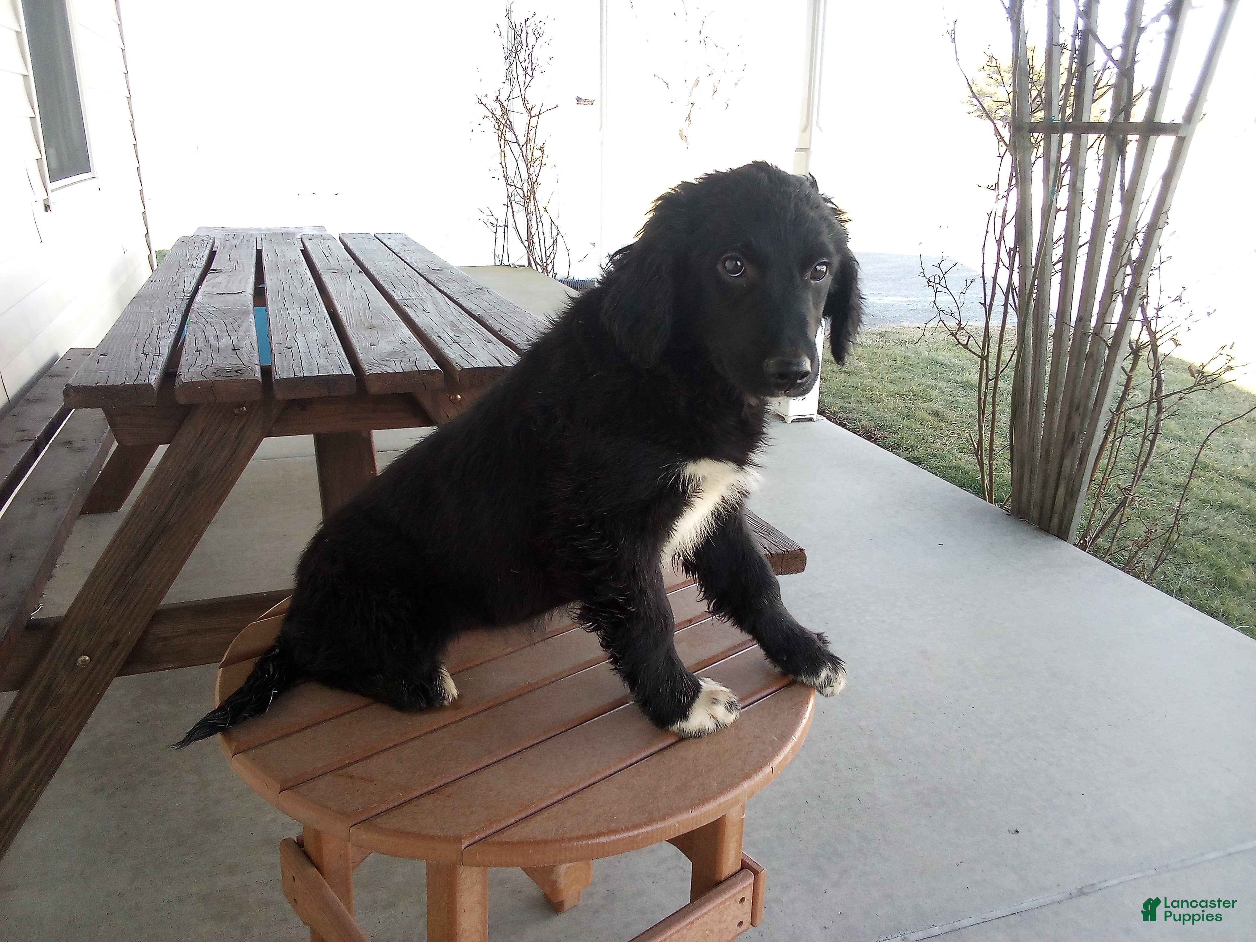 Mixed Breed dogs for sale: Blackie  - Ad 4