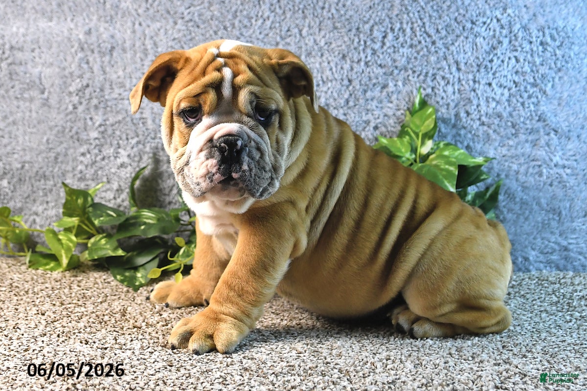 English Bulldog dogs Jeffrey - Ad 2
