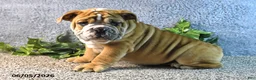 English Bulldog dogs for sale: Jeffrey - Ad 2