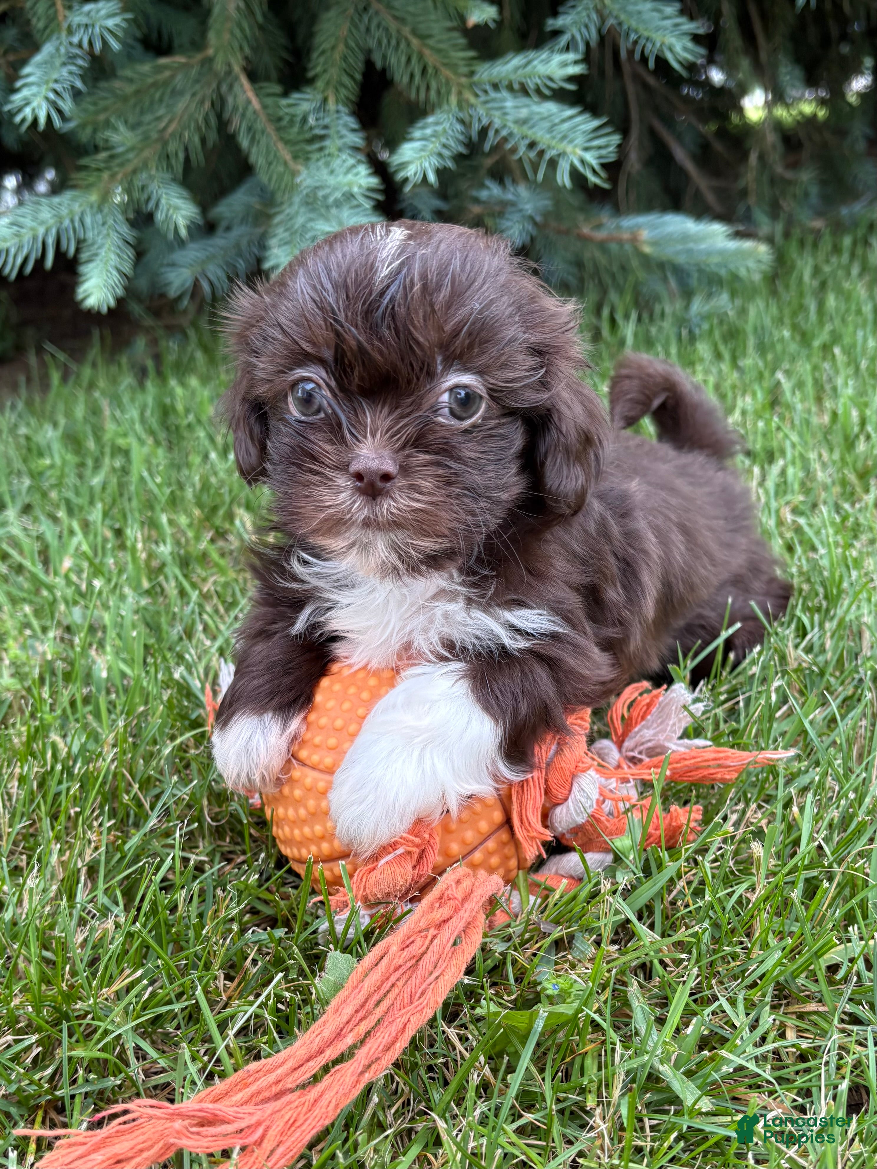 Shih Tzu dogs Hazelnut - Ad 2