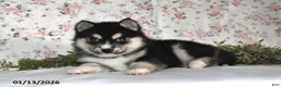 Pomsky dogs for sale: Karl - Ad 5