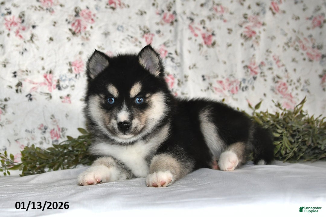 Pomsky dogs for sale: Karl - Ad 5