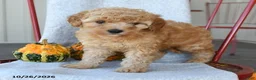 Cockapoo dogs for sale: Rusty - Ad 5