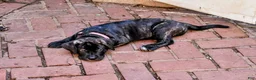 Presa Canario dogs for sale: Ms Pink - Ad 3