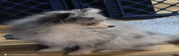 Pomeranian dogs for sale: Akc batgirl  - Ad 3