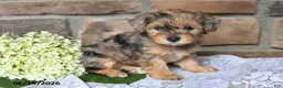 Yorkiepoo dogs for sale: Oakley - Ad 5
