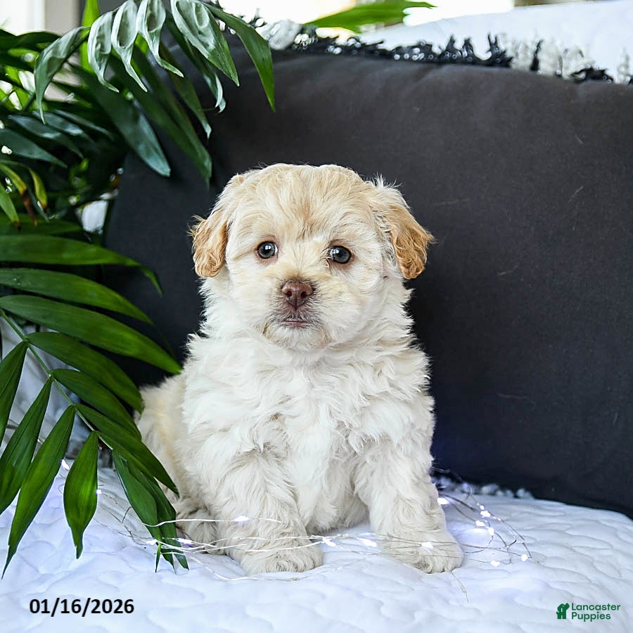 Mixed Breed dogs Creamer - Ad 5