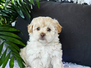 Mixed Breed dogs Creamer - Ad 32