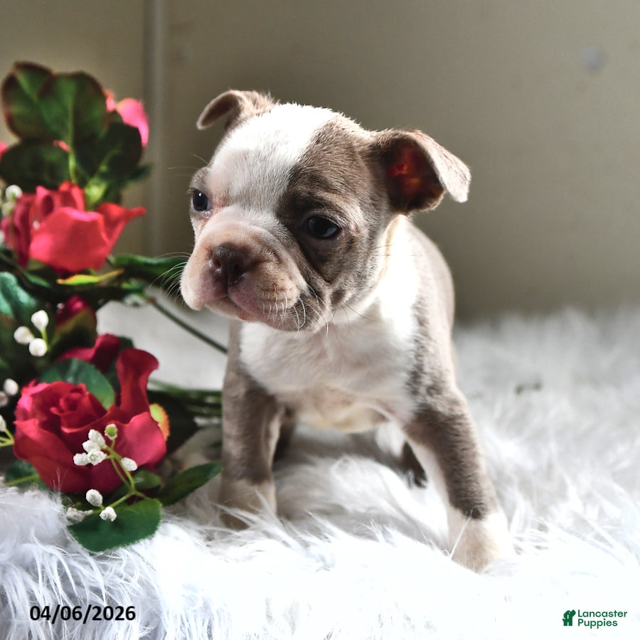 Boston Terrier dogs Sadie - Ad 1