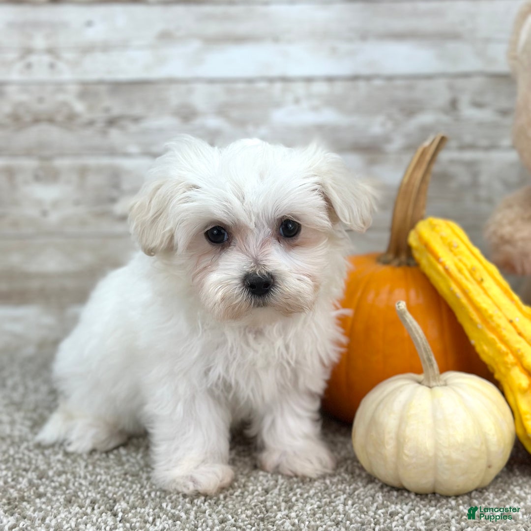 Maltipoo dogs for sale: Girl Minnie - 0214 - Ad 1