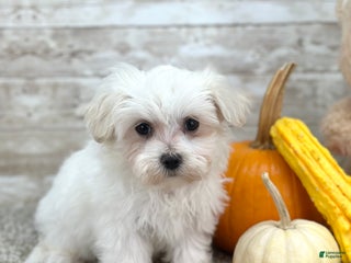 Maltipoo dogs Minnie - Ad 17
