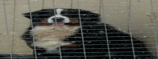 Sir