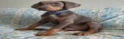 Doberman Pinscher dogs for sale: Cupid health tested parents - Ad 3