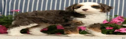 Mini Bernedoodle dogs for sale: Jarrett - Ad 8