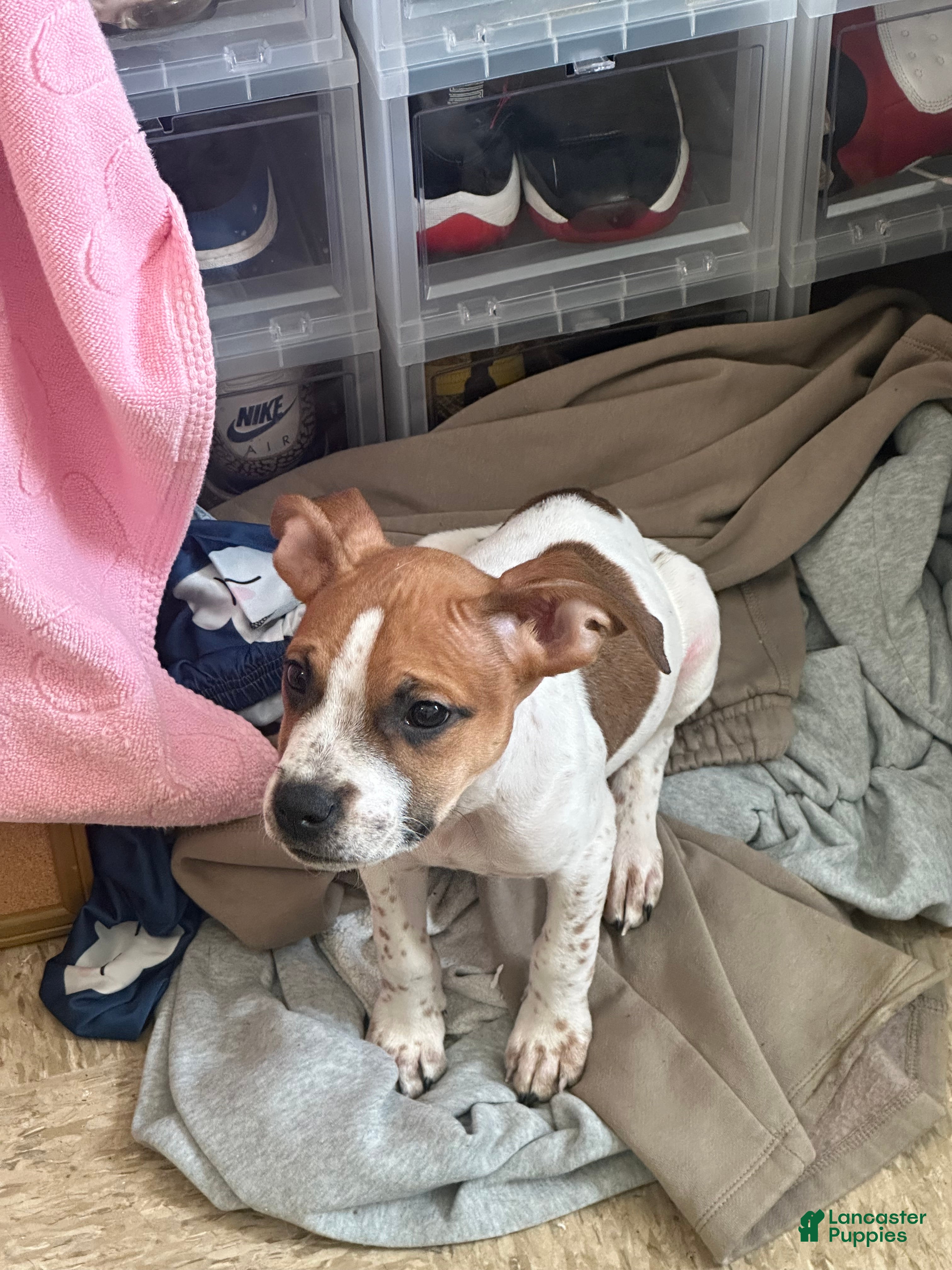 Mixed Breed dogs 🐾 Meet Our Confident Little Leader! 🐶💙 - Ad 17