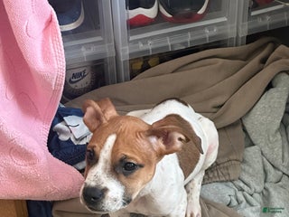 Mixed Breed dogs 🐾 Meet Our Confident Little Leader! 🐶💙 - Ad 23