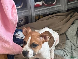 Mixed Breed dogs for sale: 🐾 Meet Our Confident Little Leader! 🐶💙 - Ad 1