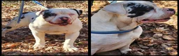 Alapaha Blue Blood Bulldog dogs for sale: Bishop - Ad 1