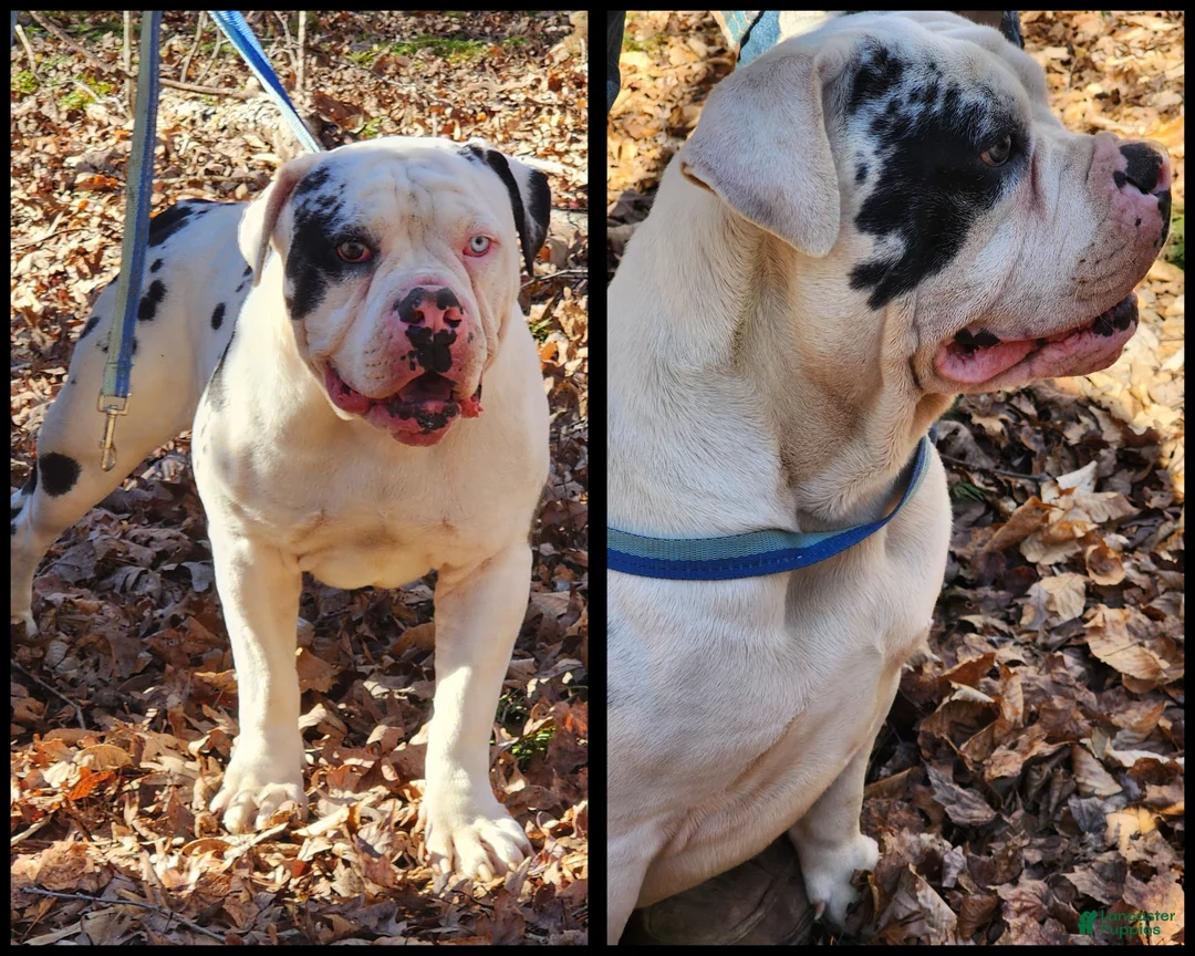 Alapaha Blue Blood Bulldog dogs for sale: Bishop - Ad 1